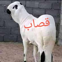 قصاب ماهر بالرياض 0503559450 جزارين بالرياض