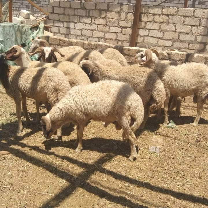 قصاب جزار زباخ اضاحي او مواشي فيه واسط الرياض 0503559450