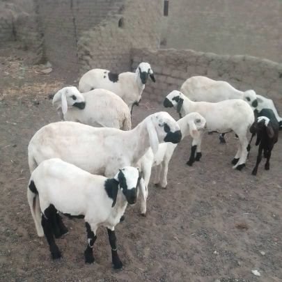 قصاب داخل الرياض 0َ503559450 زبح