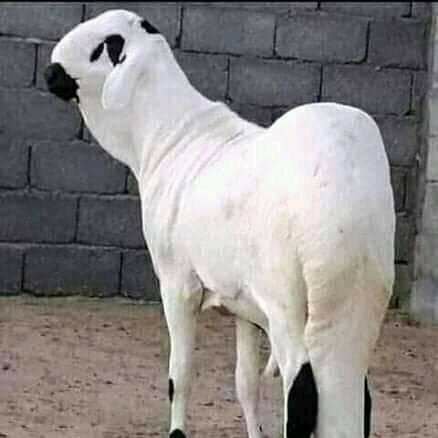 قصاب ماهر سريع داخل حي السويدي 0556418907