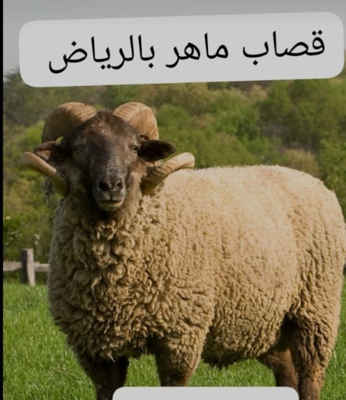 قصاب ماهر سريع داخل حي الشفاء 0556418907