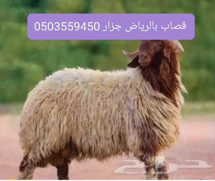 زبح سلخ اضاحي جزار بالرياض 0503559450 قصابين داخل الرياض